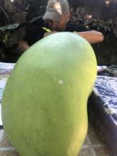 Mango asexual propagation