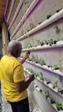 Taking care of our hydroponic plants