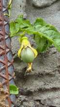 Passion fruit emerging from its flower