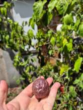 Our first ripe and delicious passion fruit!