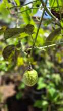 Passion fruit maturing around our biodigester