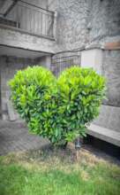 Heart shaped bush in our rooftop gardens