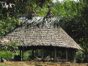 Hamlet near Ituruka. Sector III. Gran Sabana.