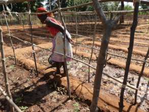 A successful market garden in a village