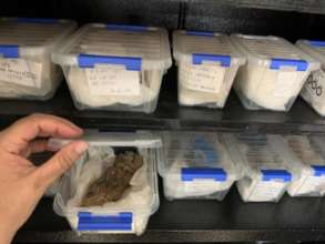 Checking on the collection of artifacts at lab