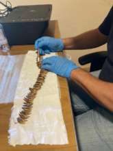 Cleaning artifacts prior to museum reopening