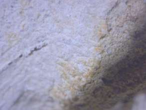 image of a 100s year old fingerprint