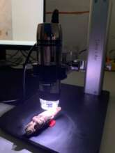 Sperm whale tooth under microscope