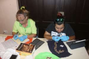 Working on tomb T7 teeth