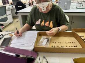 Alexa Hancock analyzing T9 bones