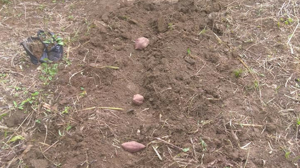 Sustainable agriculture for small farming families