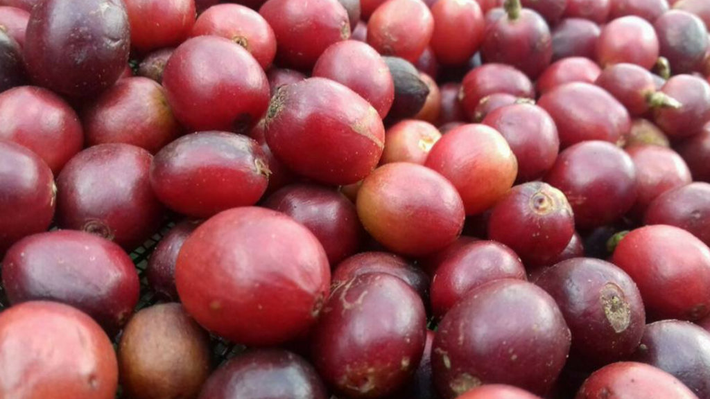 Sustainable agriculture for small farming families
