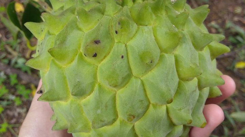 Sustainable agriculture for small farming families