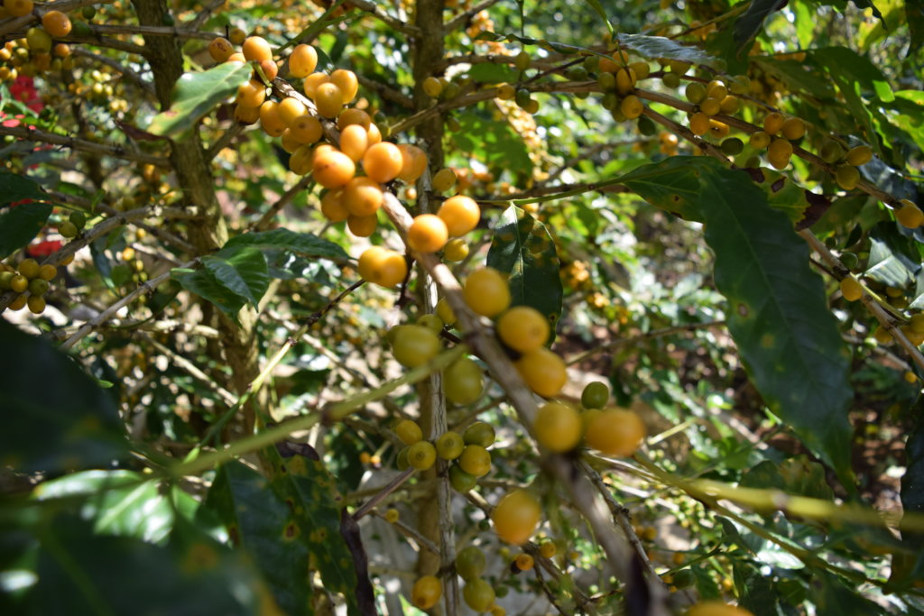Sustainable agriculture for small farming families