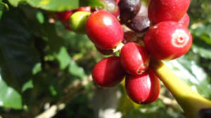 Shaded Coffee Harvest