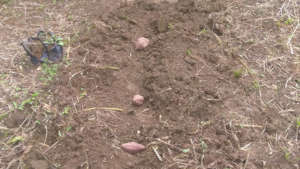 Sweet potato planting