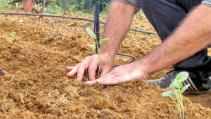 Planting vegetables