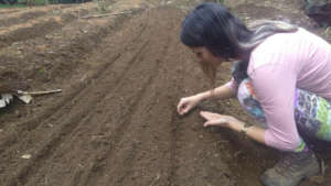 Planting seeds in vegetable beds
