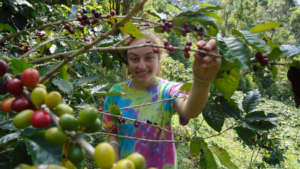 Selective harvesting of shaded coffee