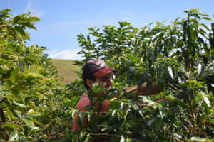 Farmer picking coffee