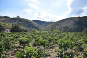 View from the coffee plantation