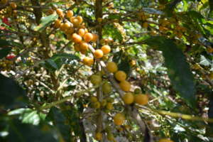 Coffee beans on the tree