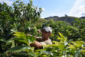 Coffee harvest by local farmers