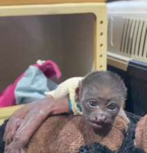 Electrocuted baby howler monkey