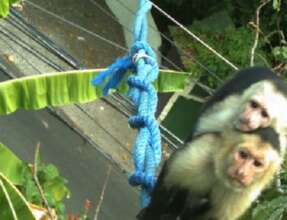 Capuchins on blue rope bridge