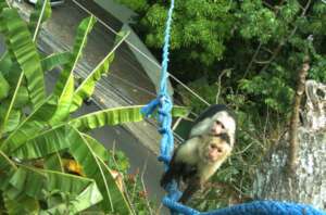 Capuchin monkeys crossing bridge