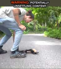 Electrocuted capuchin monkey
