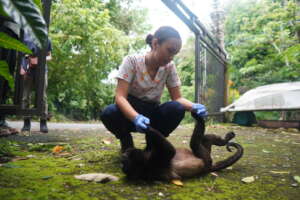 Electrocuted howler monkey