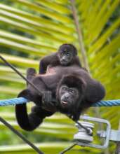 Howler monkey on wildlife bridge