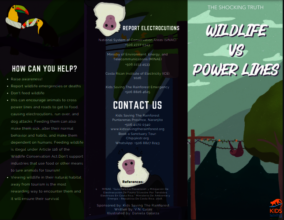 Educational panflet on electrocutions