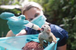 Orphaned squirrel monkey due to electrocution
