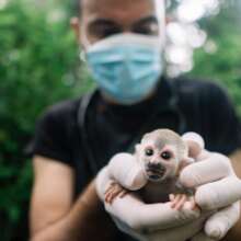 Rescued electrocuted squirrel monkey