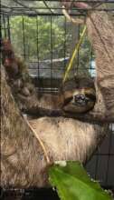 Henry the sloth injured by electrocution