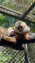 Baby Squirrel Monkeys lost mom by electrocution