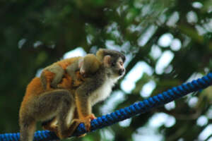 Squirrel monkey crossing animal bridge