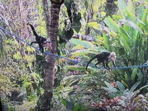 Capuchin monkeys using wildlife bridge