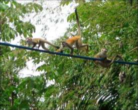 "Titi" Squirrel Monkeys using Wildlife Bridge