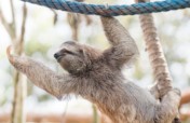 KSTR Wildlife Bridges & Reforestation