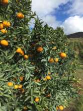 Citrus season