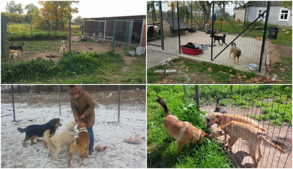 Reconstruction Of Animal Shelter in Latvia