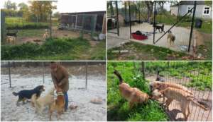 Outdoor kennels for dogs
