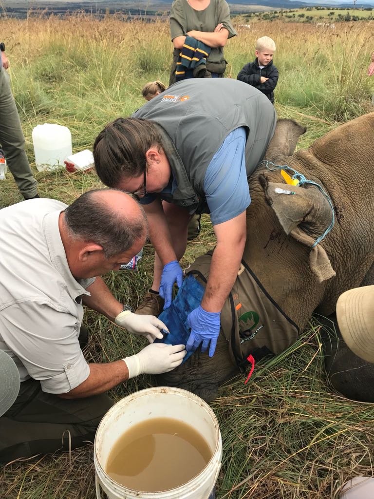 Help us save Thembi the poached White rhino