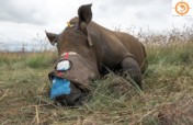 Help us save Thembi the poached White rhino