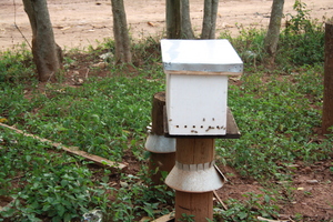Colonized beehives