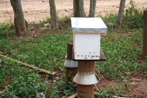 Beehive in real life
