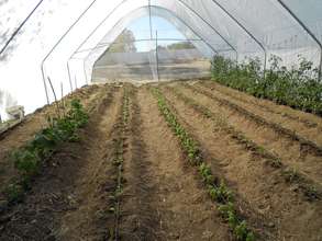 Our new greenhouse with drip irrigation technology